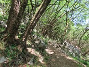 70 Ripasso nel bel bosco di carpini neri piegati a valle